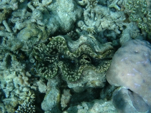 Crociera Maldive2007_131.jpg